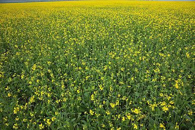 《inZOI》官方声明 本作使用的AI学习内容源头均来自获得许可